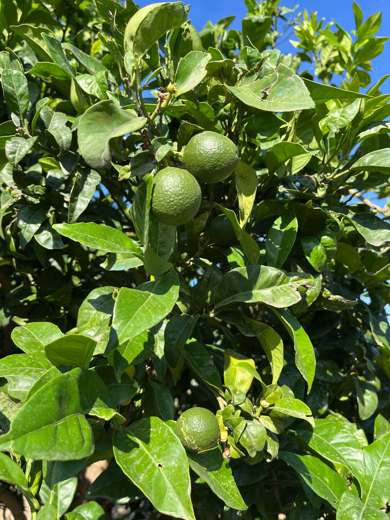Orangenhain