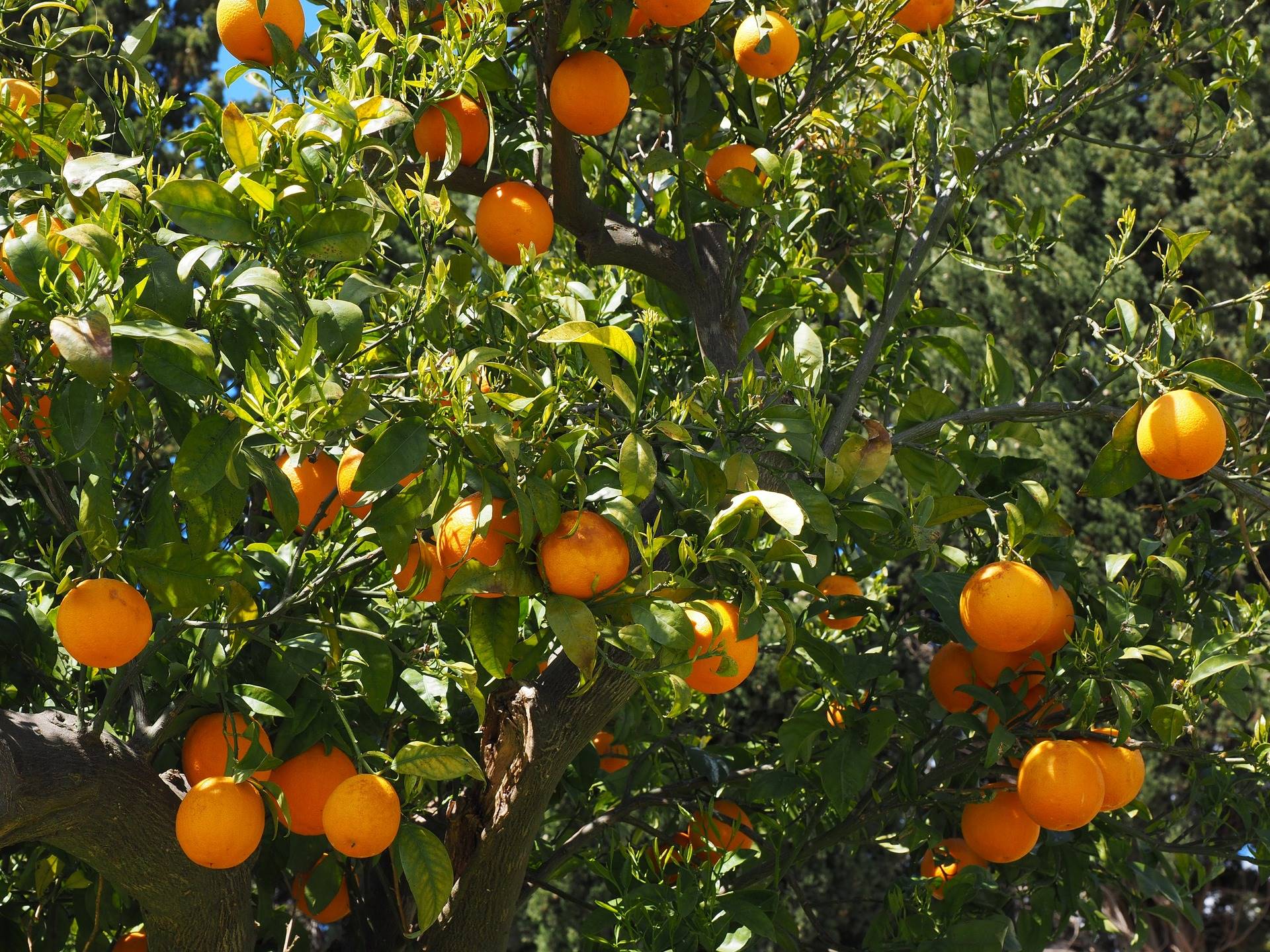 Orangenhain